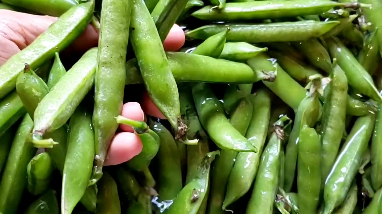 Pickup peas from vegetable farm, second week of July 2025