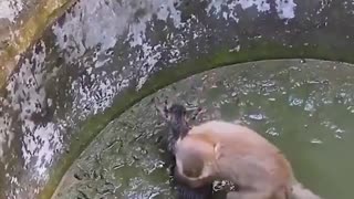 Monkey rescues a stuck kitten