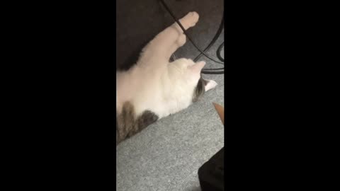 OFFICIAL RADI0SACK CAT REVEAL (actual footage of his cats, the wait is finally over!)