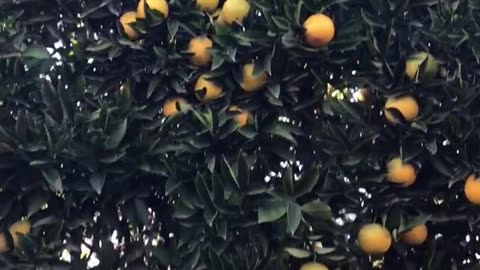 Whashington Navel orange