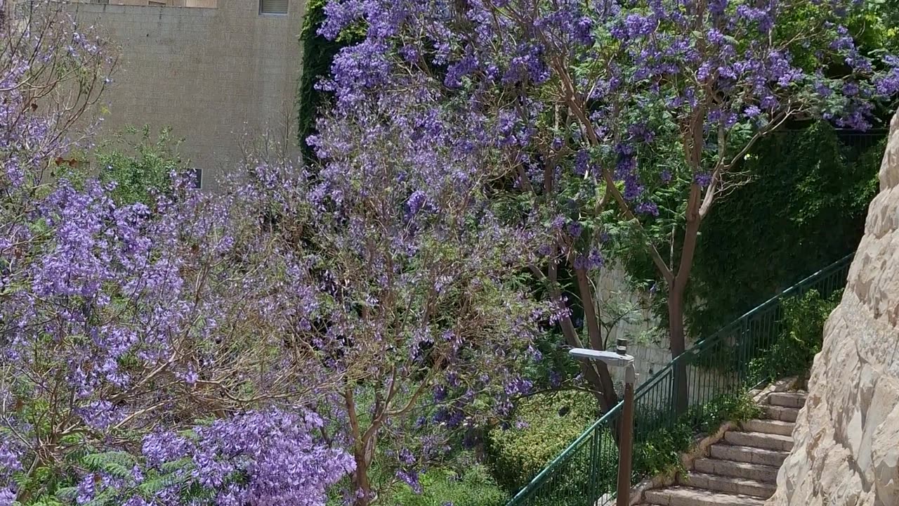 Blue Jacaranda tree blooming in my neighborhood