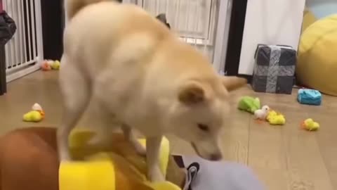 Cat vs Dog Video