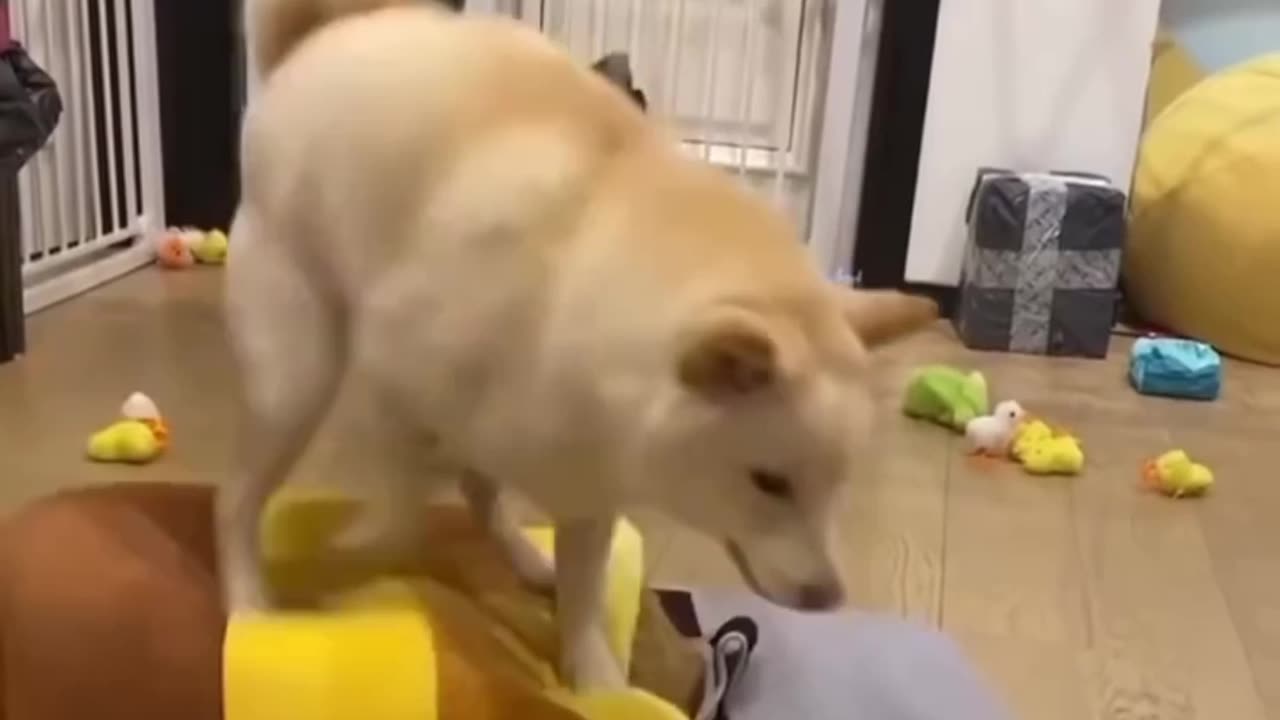 Cat vs Dog Video