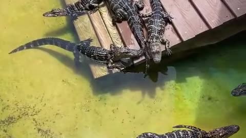 Baby Gators