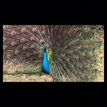 Peacock Song