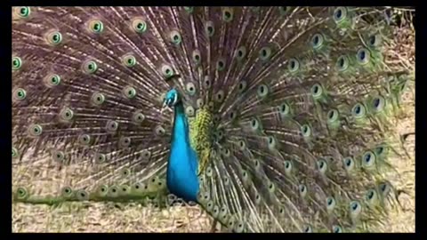 Peacock Song