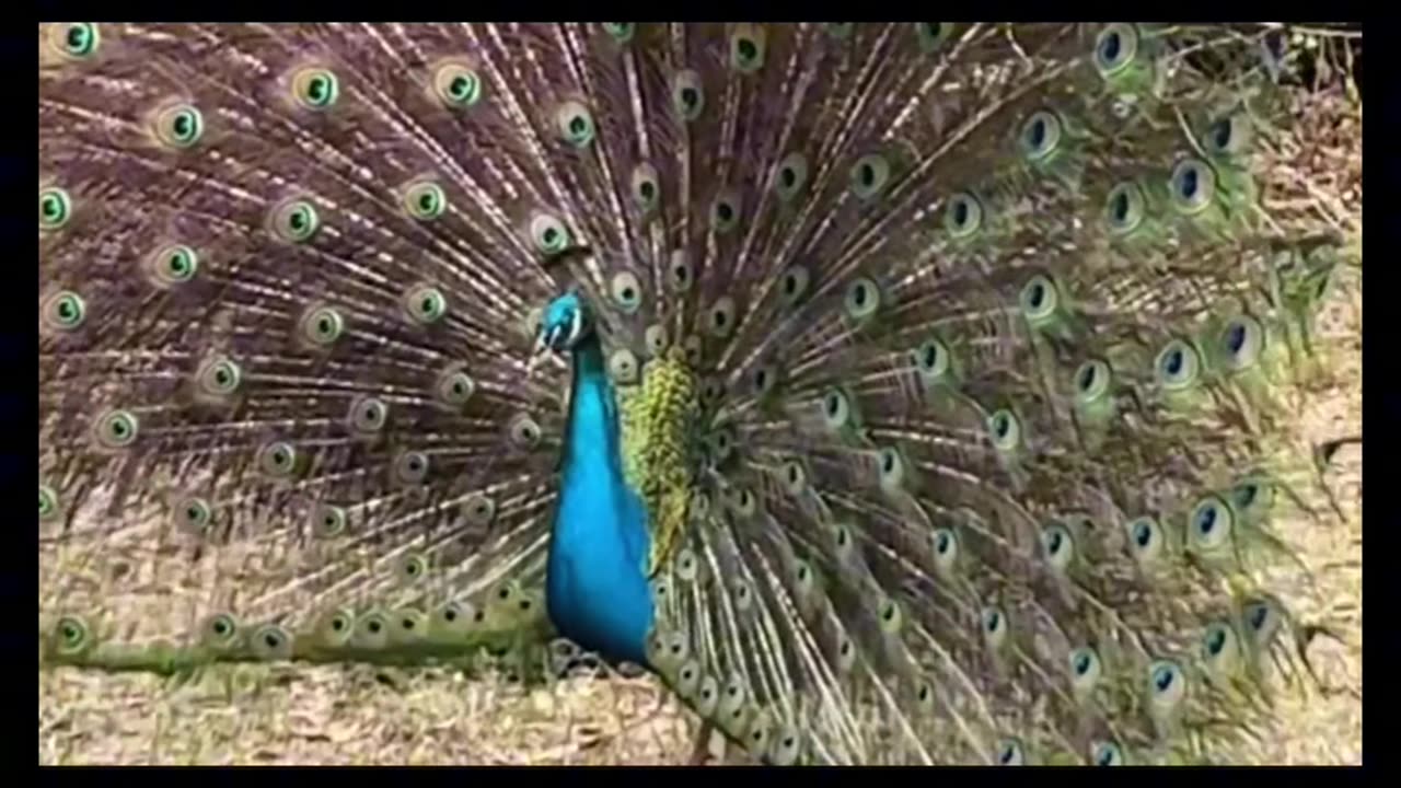 Peacock Song