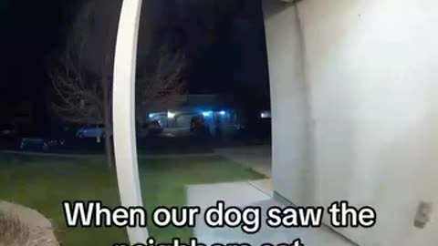 Dogs 🐕 are afraid of cats 🐈 🤣