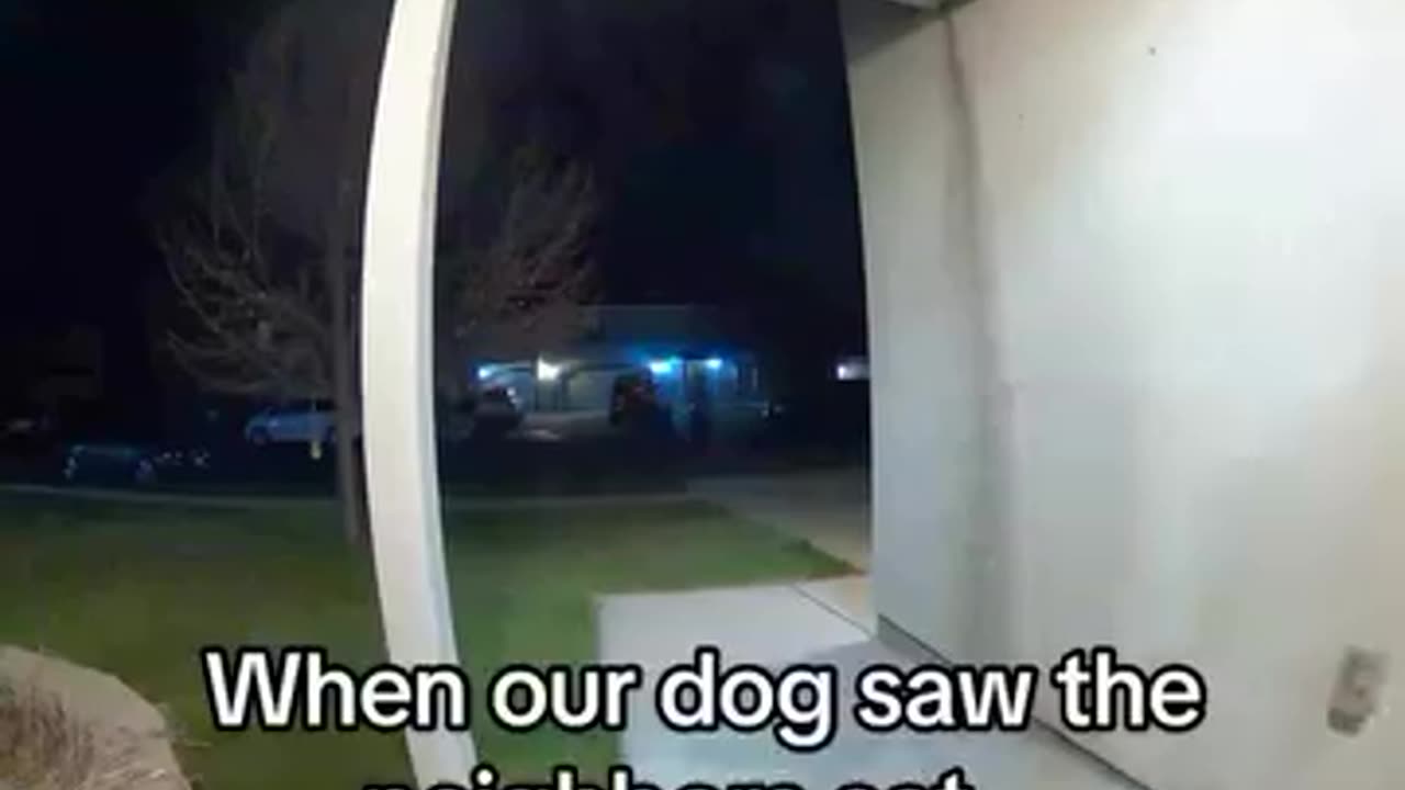 Dogs 🐕 are afraid of cats 🐈 🤣