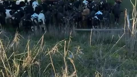 Cows Scatter From Falling Woman
