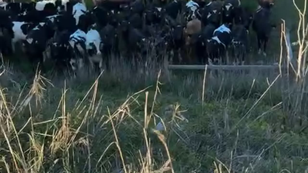 Cows Scatter From Falling Woman