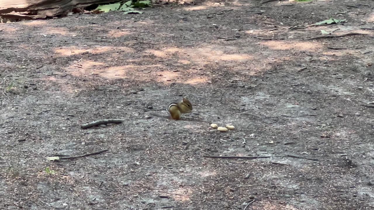 Afternoon feeding session
