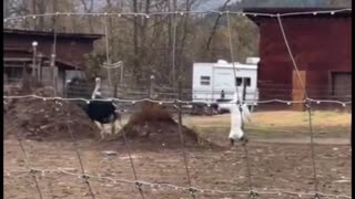 📌 Section: Evidence of Mistreatment (Video Documentation)