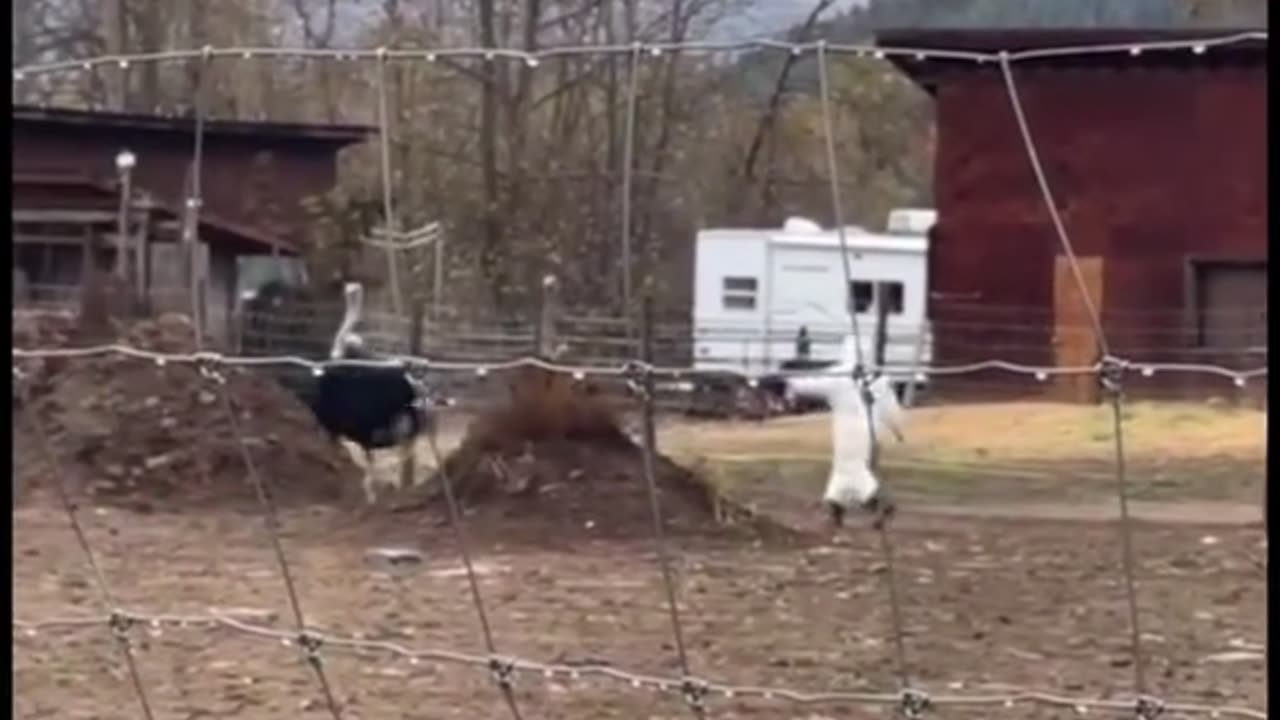 📌 Section: Evidence of Mistreatment (Video Documentation)