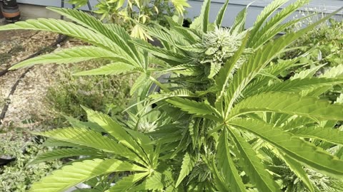 How to ID male Marijuana pkants