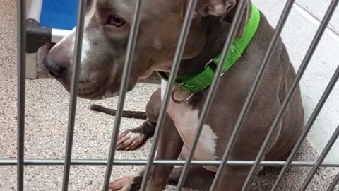 Lemon-Lime 2y A877742 kennel 14 pod 1 PACC shelter he got full, content, so I stop feeding2025921870