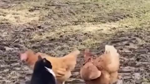 battle