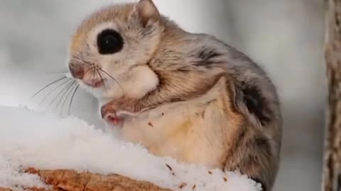 Cold? Not for This Super Chill Animal. . .