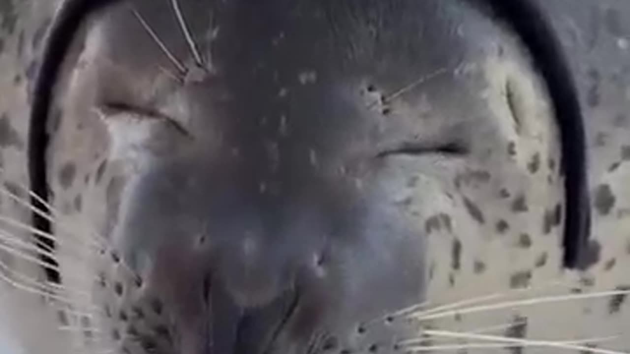 seal core