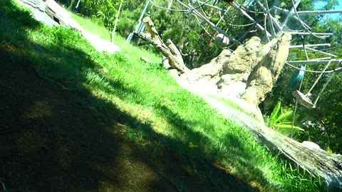 Siamang gibbon and orangutan exhibit