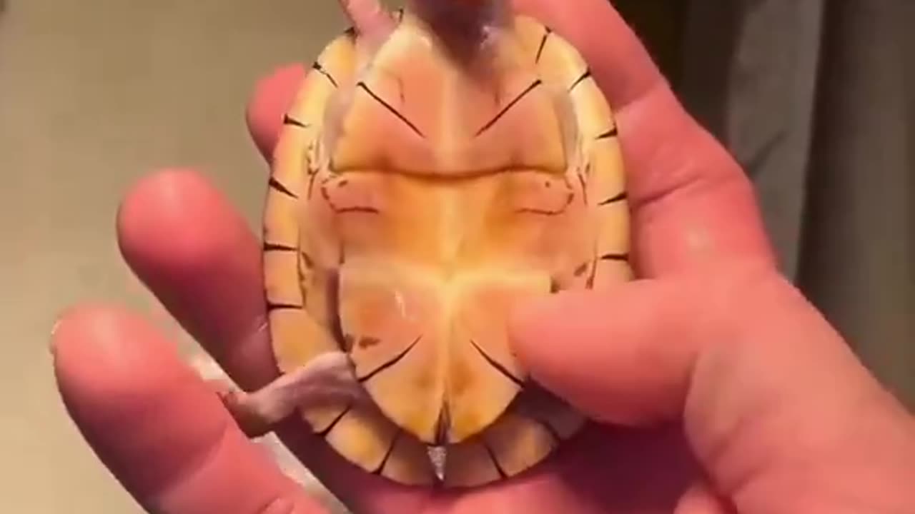 Baby laughing turtle! 🐢