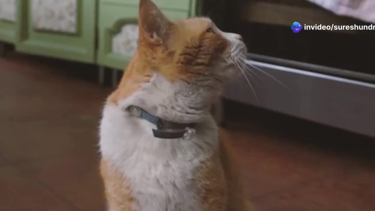 Funny cats take care of kitchen