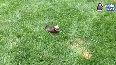 Little Dog With No Front Legs Gets The Tiniest Set of Wheels Animal Videos For Kids Dodo Kids