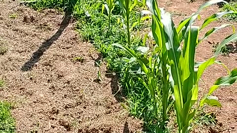 Farmer's market and produce stand scams, my garden at 8 weeks, tomatoes at 8 weeks