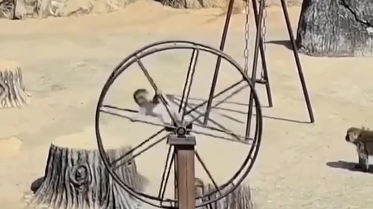 Funny 🤣 video of monkey 🐒