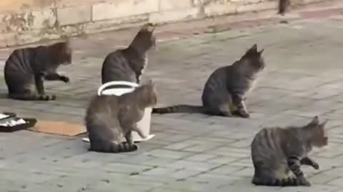 You don't believe, this cat have ninja level skills 🔥 #cat