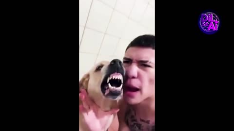 Funny pets