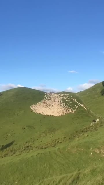 How a shepherd dog manages a flock of sheep.