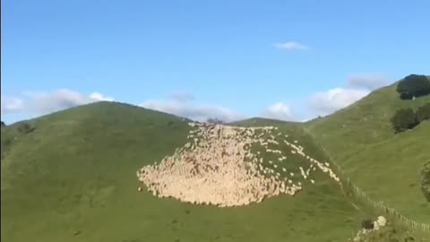 How a shepherd dog manages a flock of sheep.