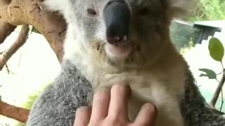 Koala belly rub