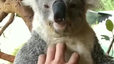 Koala belly rub