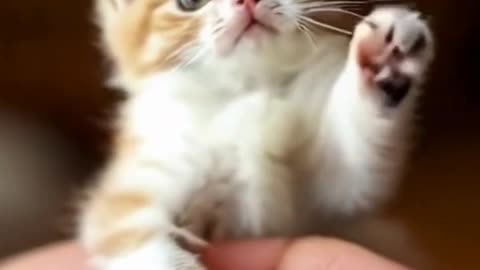 Cutest Tiny Kitten Ever! You’ll Laugh and Melt 😻 #shorts #viral #viralvideo #cute #cuteanimals