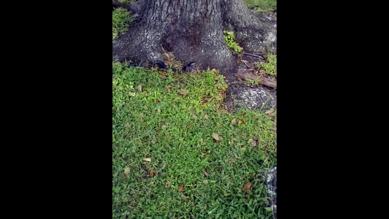 Black Snake
