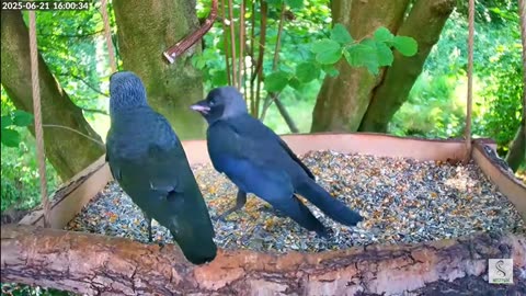 A helpless young jackdaw demands food from its parent 😍😁