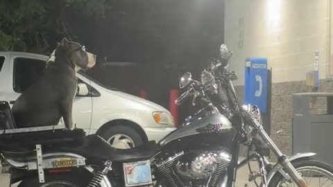 Cool Pit Bull Riding Backseat on a Motorcycle