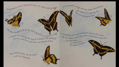 It's a Butterfly's Life