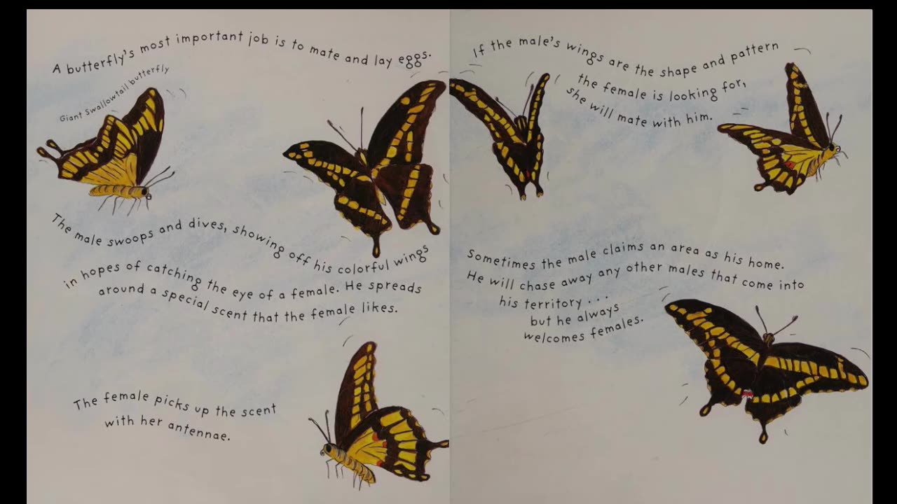 It's a Butterfly's Life