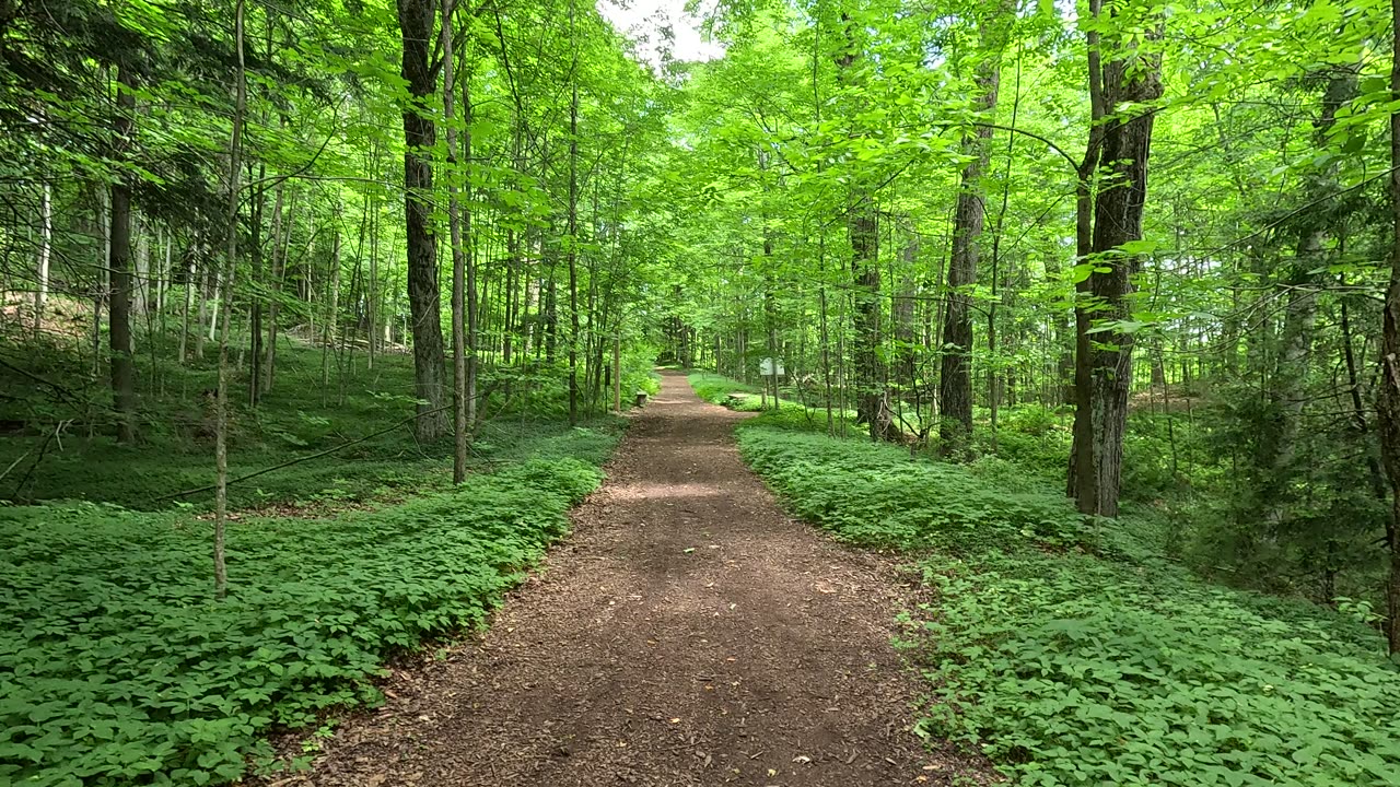Beautiful trail in the forest. Slow relaxing walk in natural woods. 4K UHD.