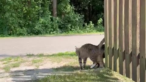 New Cat Boys in Town – And They’re Total Flirts! 😻🐾 #shorts