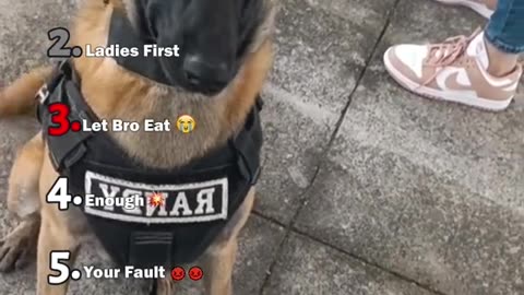 Ranking Funniest Dog Moments 🐕