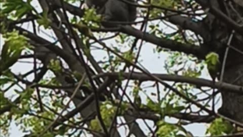 Squirrel staring