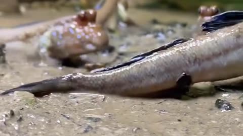 Amazing! These little fish now know how to WALK? Live evolution?