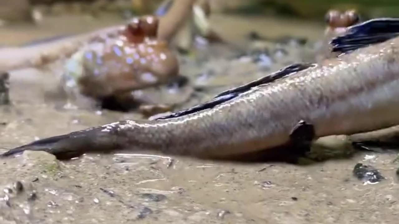 Amazing! These little fish now know how to WALK? Live evolution?