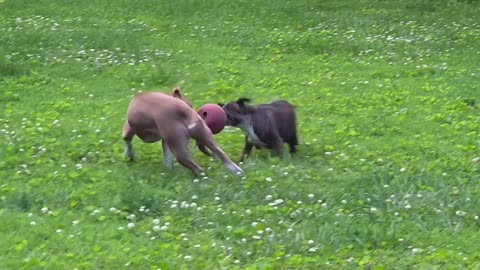 Tug O War