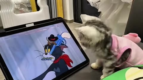 Cat watching cat and mouse cartoon
