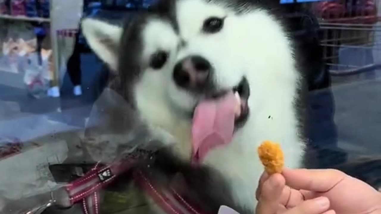 Dogs give us so much happiness.#happydog #dog